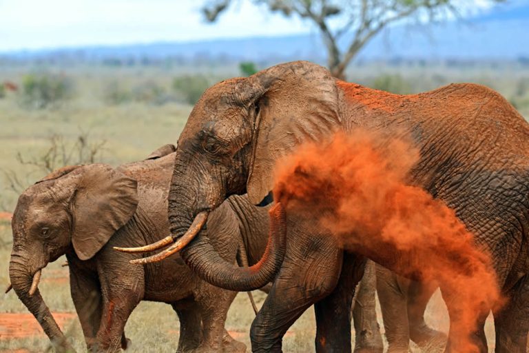 Tsavo-red-elephants
