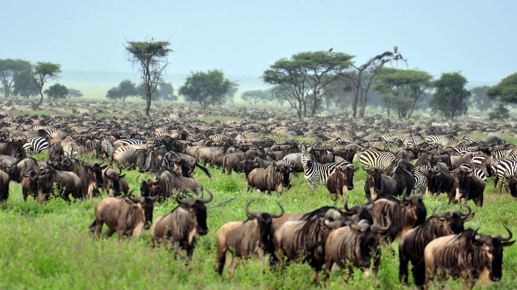 37426_serengeti_2_4 11