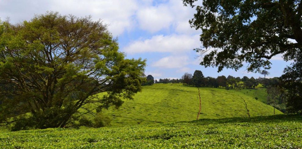 Kiambethu Tea Farm Day Tour