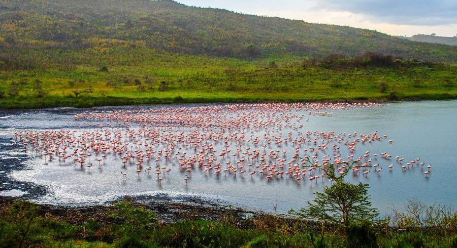 9 Days Arusha National Park, Lake Manyara, Serengeti, Ngorongoro & Tarangire Safari