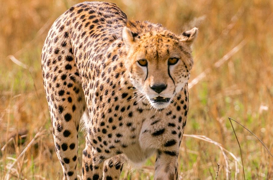 Cheetah Masai_Mara
