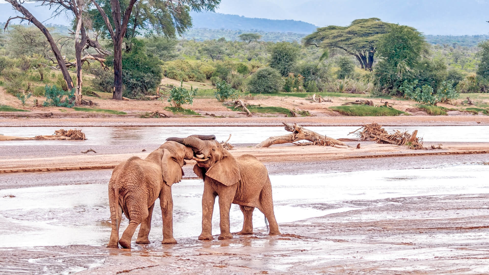 Destinations Samburu Elephants
