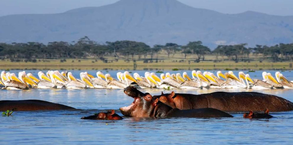 11 Days, 10 Nights Kenya & Tanzania Private Safari