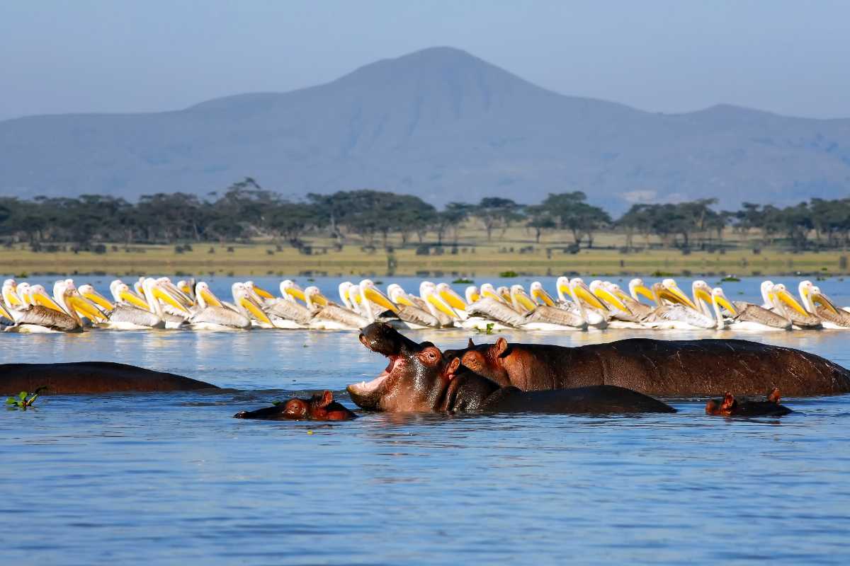 LAKE NAIVASHA NATIONAL PARK