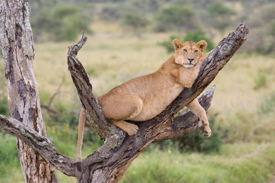 5 Days Lake Manyara, Ngorongoro Crater & Serengeti Safari