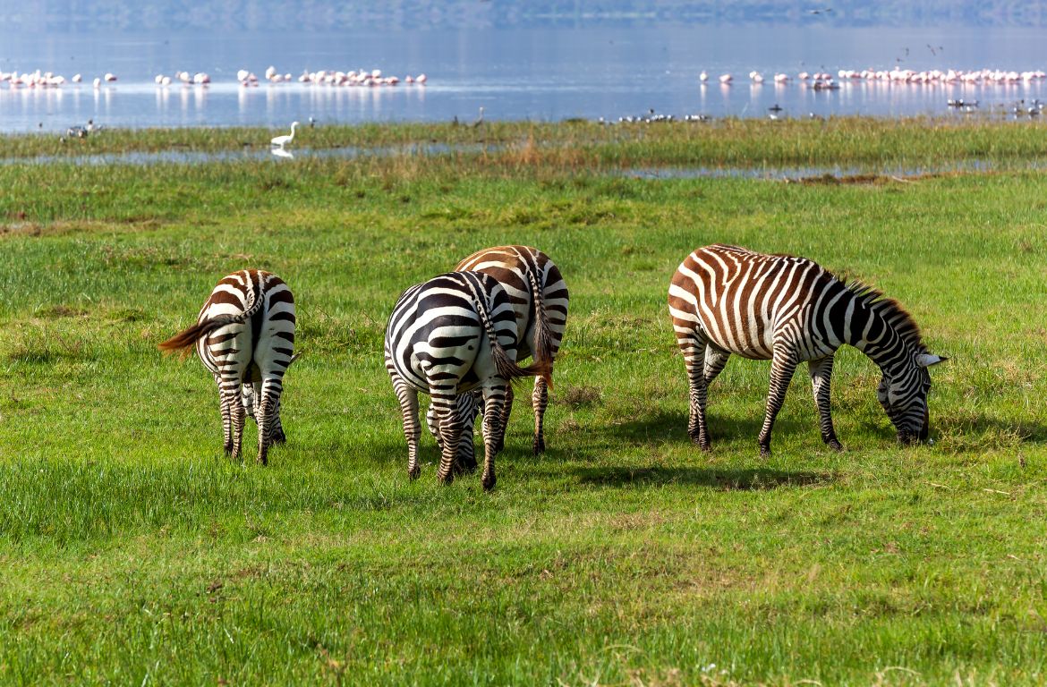 Lake Nakuru 2 1
