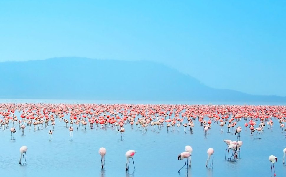 8 Days Samburu, Sweetwaters, Lake Nakuru & Masai Mara Safari