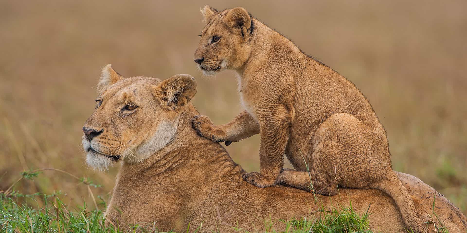 Masai Mara Game Reserve