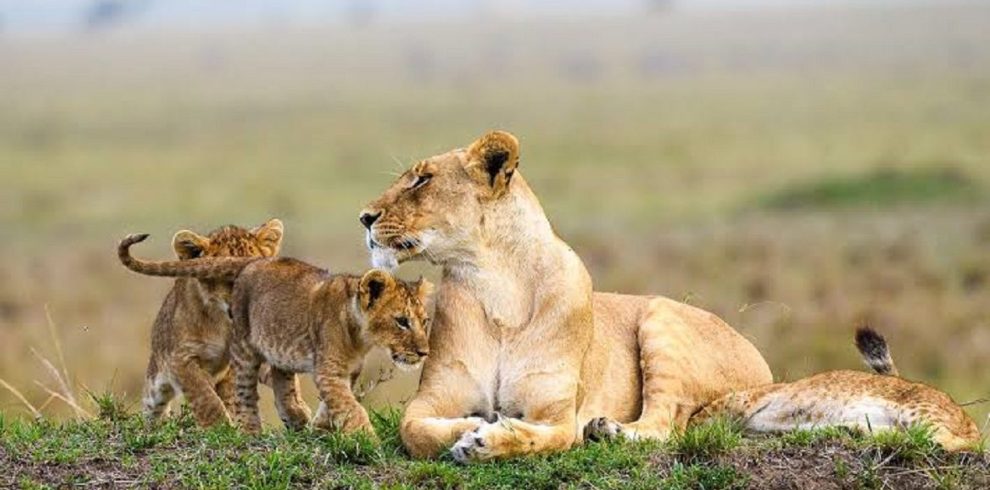 6 Days – Masai Mara, Lake Nakuru & Lake Naivasha Safari