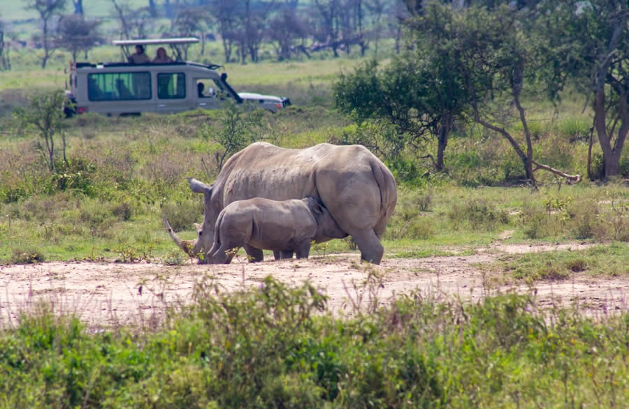 4 Days – Masai Mara & Lake Nakuru Kenya Safari