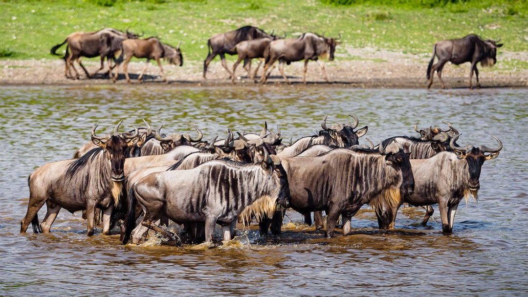 11 Days (Ndutu Migration) – Arusha NP, Lake Manyara, Ndutu, Serengeti, Ngorongoro & Tarangire