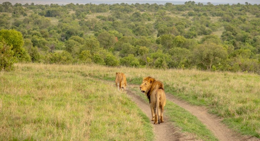 4 Days Ol Pejeta & Lake Nakuru Wildlife Safari