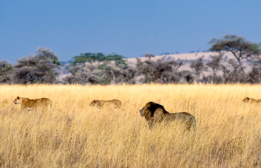 8 Days Masai Mara, Lake Manyara, Ngorongoro & Serengeti African Safari