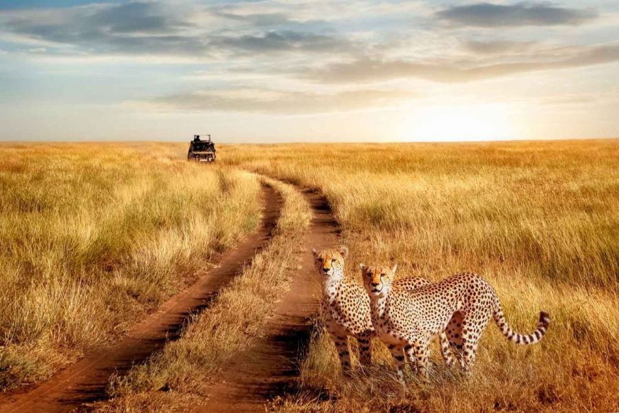 8 Days – Lake Manyara, Serengeti (3 nights), Ngorongoro Crater & Tarangire Adventure