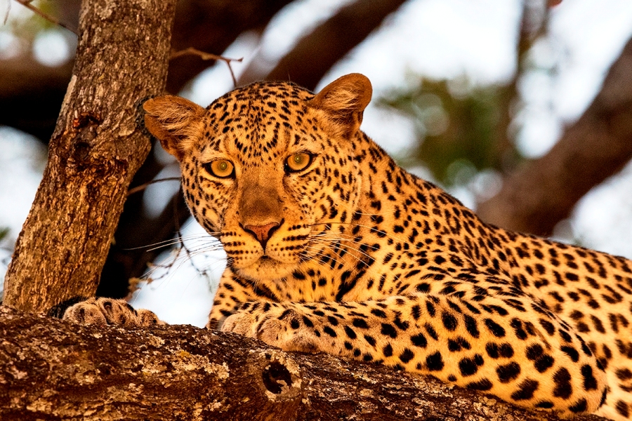 7 Days Serengeti Safari & Zanzibar Beach Flying Holiday