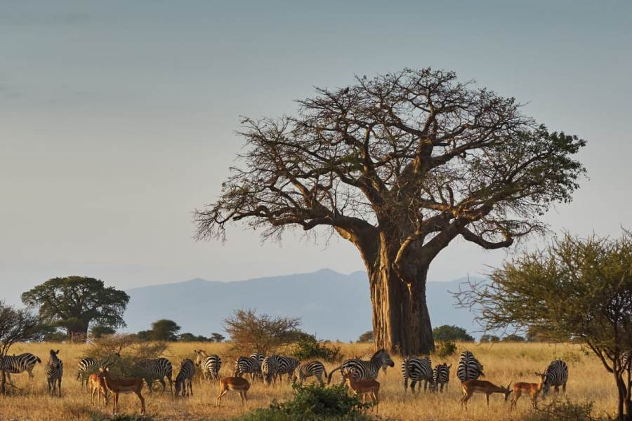 15 Days Kenya, Tanzania Wildlife Safari & Zanzibar Beach