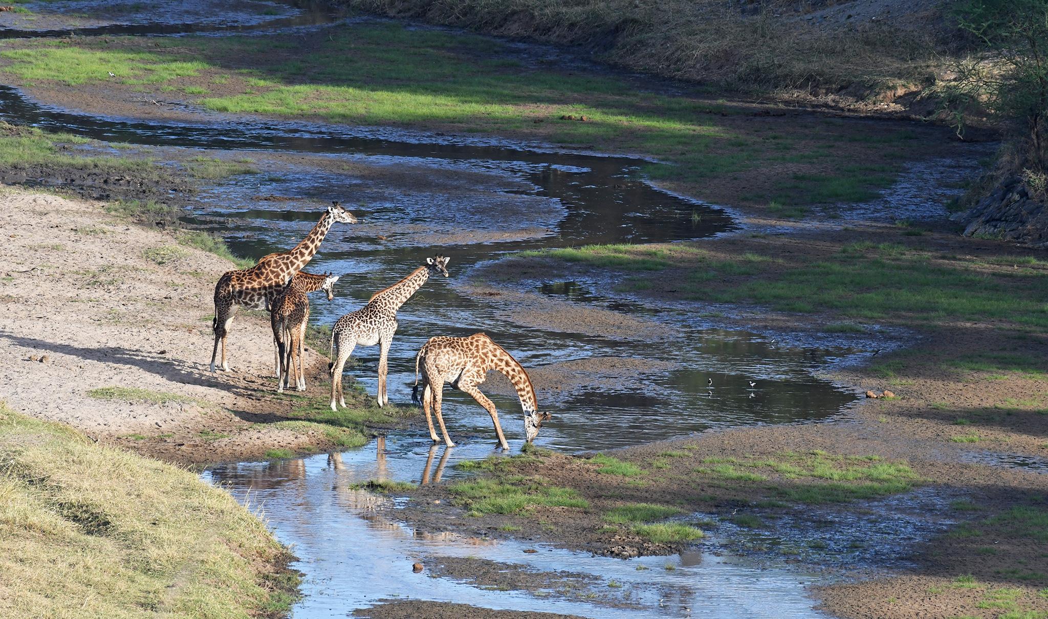 3 Days Tarangire National Park & Ngorongoro Crater Safari