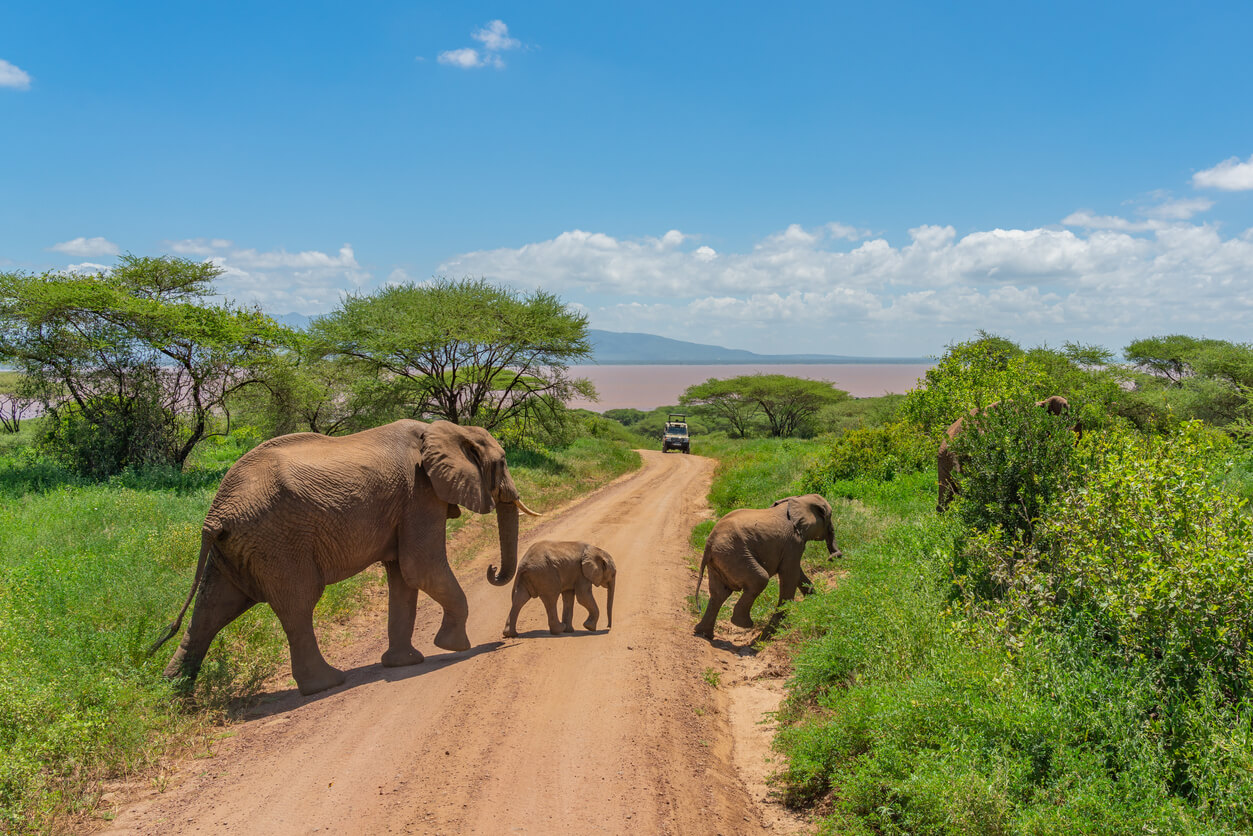 6 Days Manyara, Serengeti, Ngorongoro & Tarangire Wildlife Safari