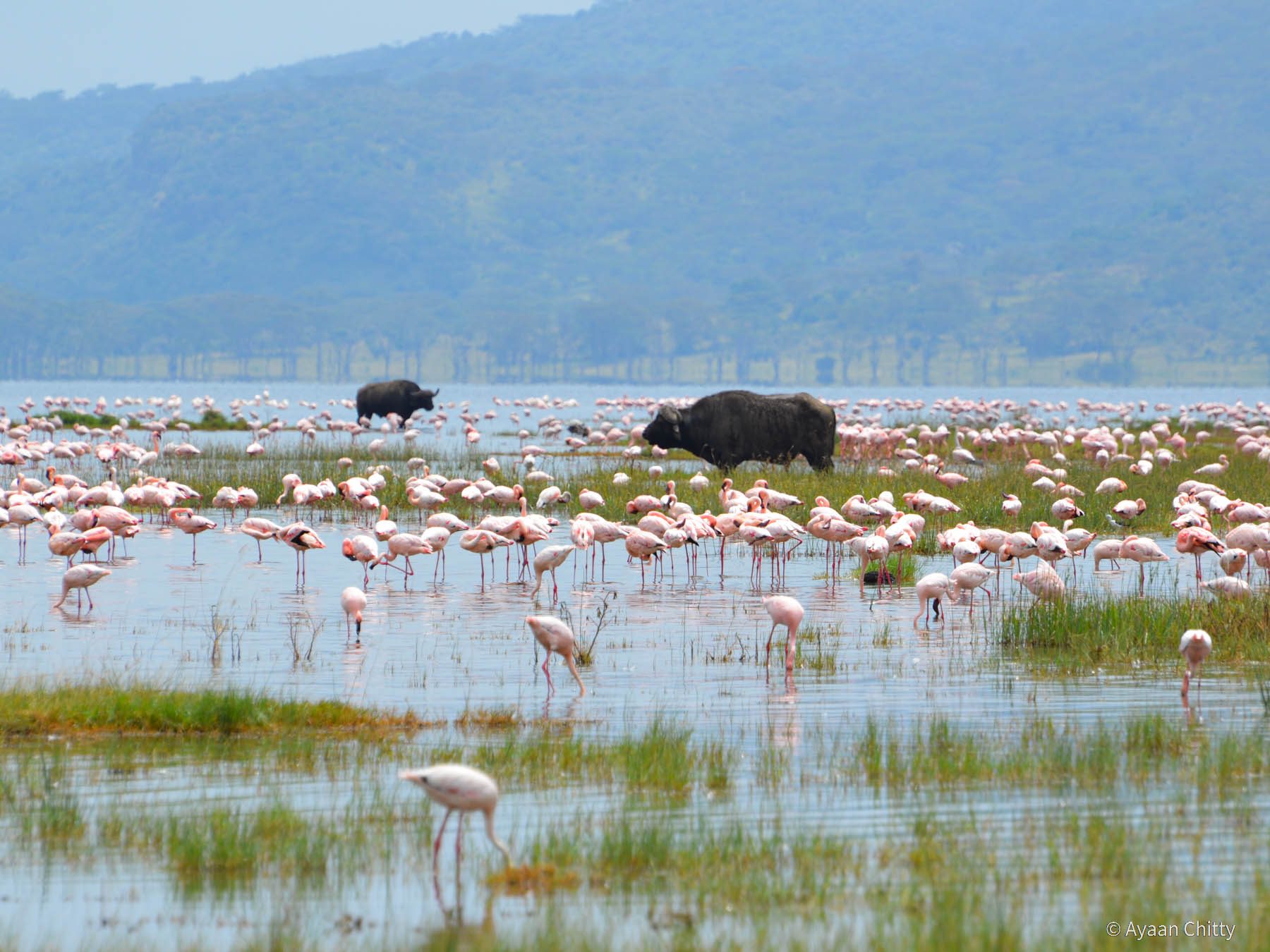 Travel Tribe Africa Nakuru Diary 21