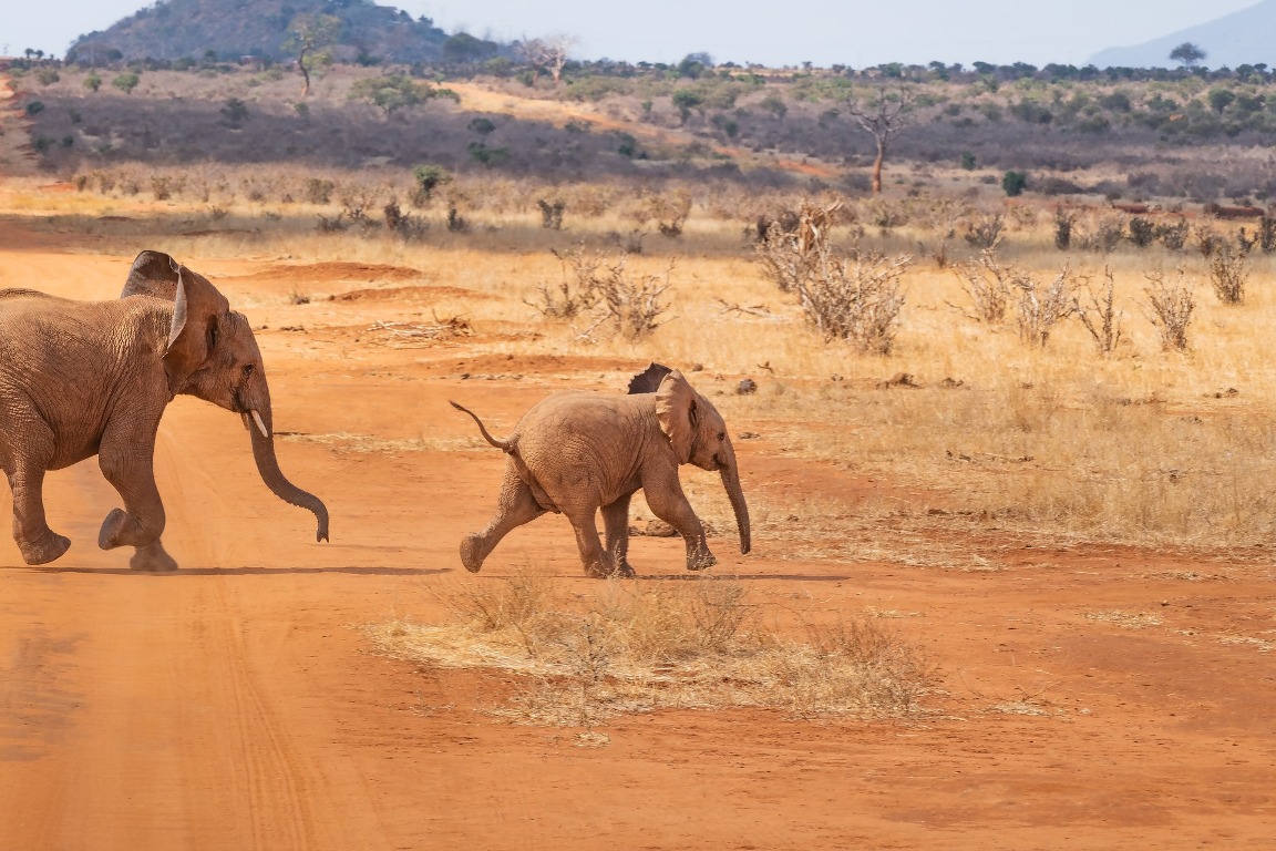 Tsavo east