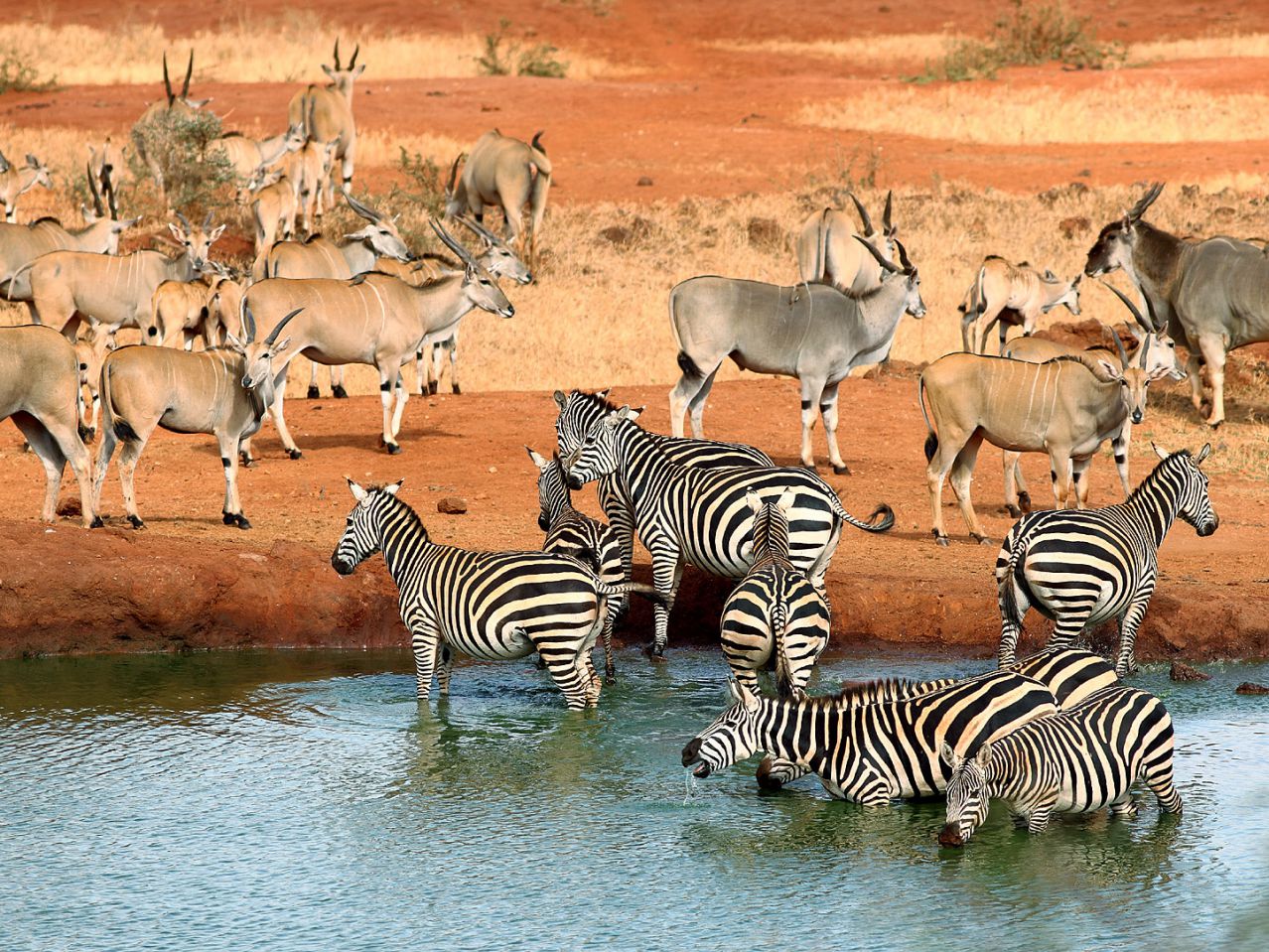 Tsavo national park animals