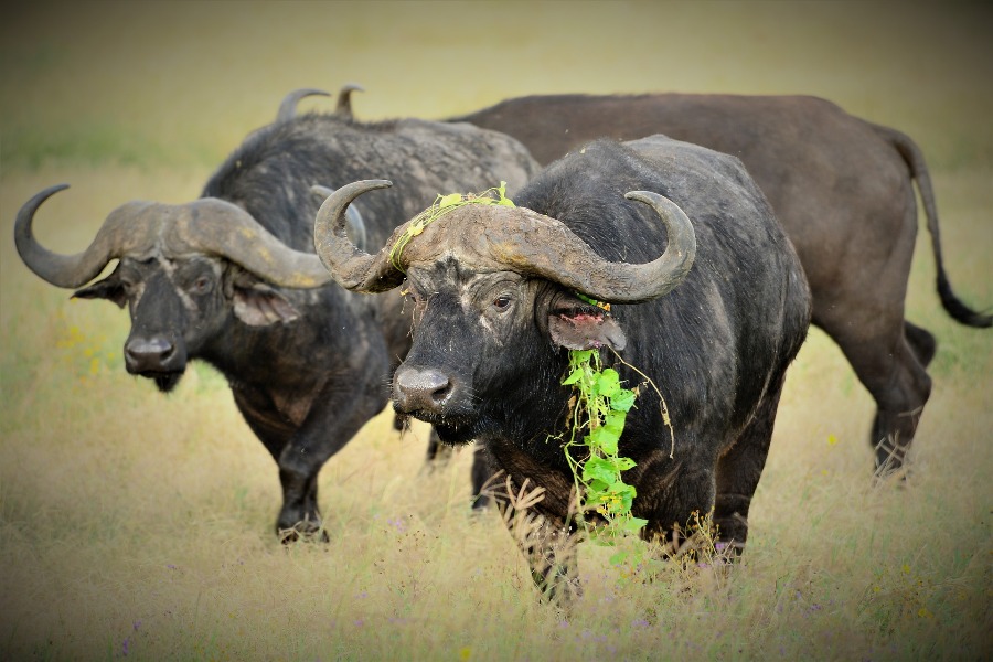 5 Days Tsavo West & Amboseli Wildlife Kenya Safari
