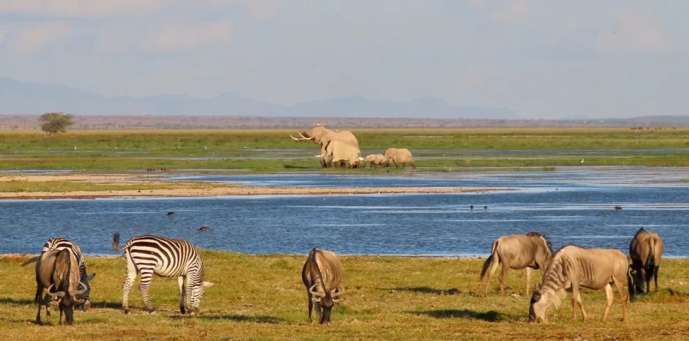 6 Days – Masai Mara, Lake Nakuru & Amboseli Kenya Safari