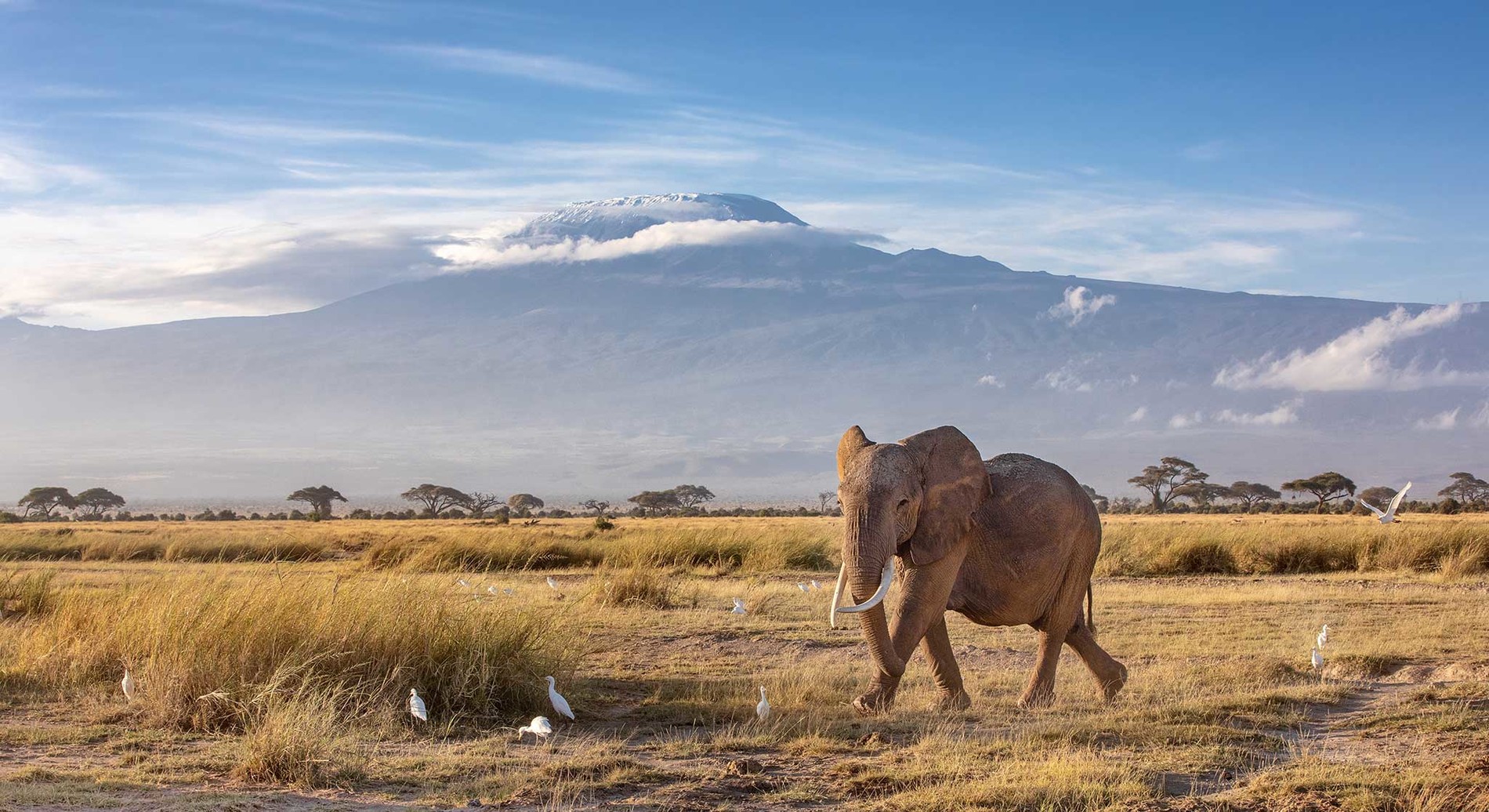 african elephant in amboseli national park with kilimanjaro in the background AdobeStock_251313330