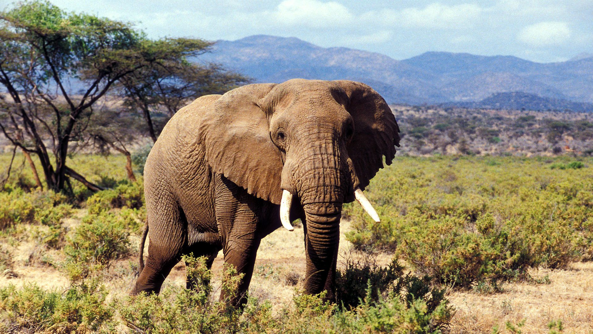 14 Days Kenya & Tanzania Luxury Wildlife Flying Safari