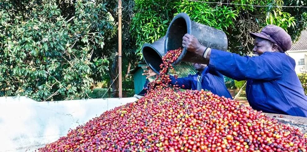Fairview Estate Coffee Farm Tour With Pick Up
