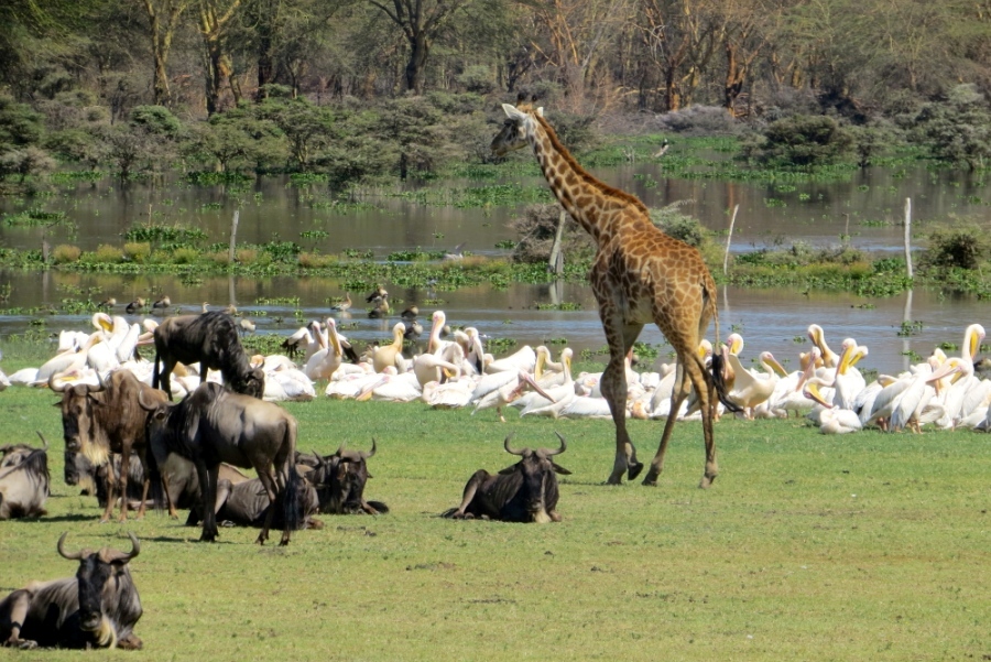 5 Days – Masai Mara, Lake Nakuru & Lake Naivasha Safari