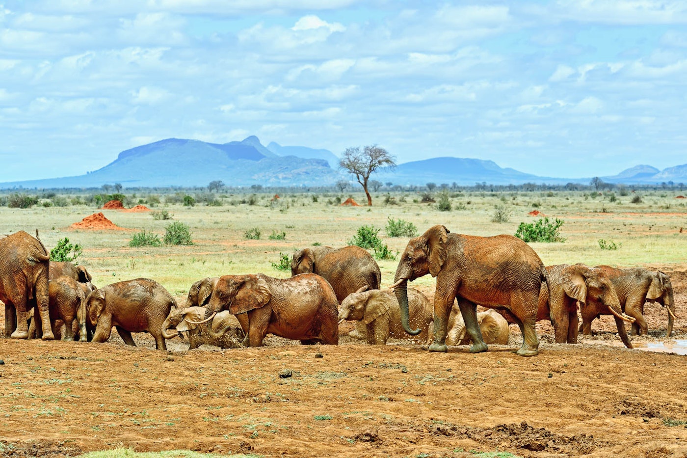 elephants tsavo park kenya timbuktu travel