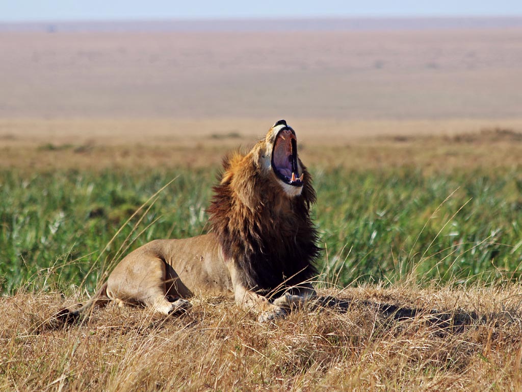 featured Masai Mara GR_Maciej Sudra_168 2
