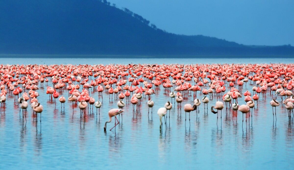 flamingo Lake Nakuru National Park kenya 2