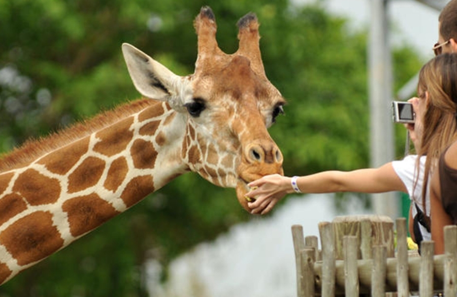 Giraffe Center, Nairobi National Museum & Bomas of Kenya Trip