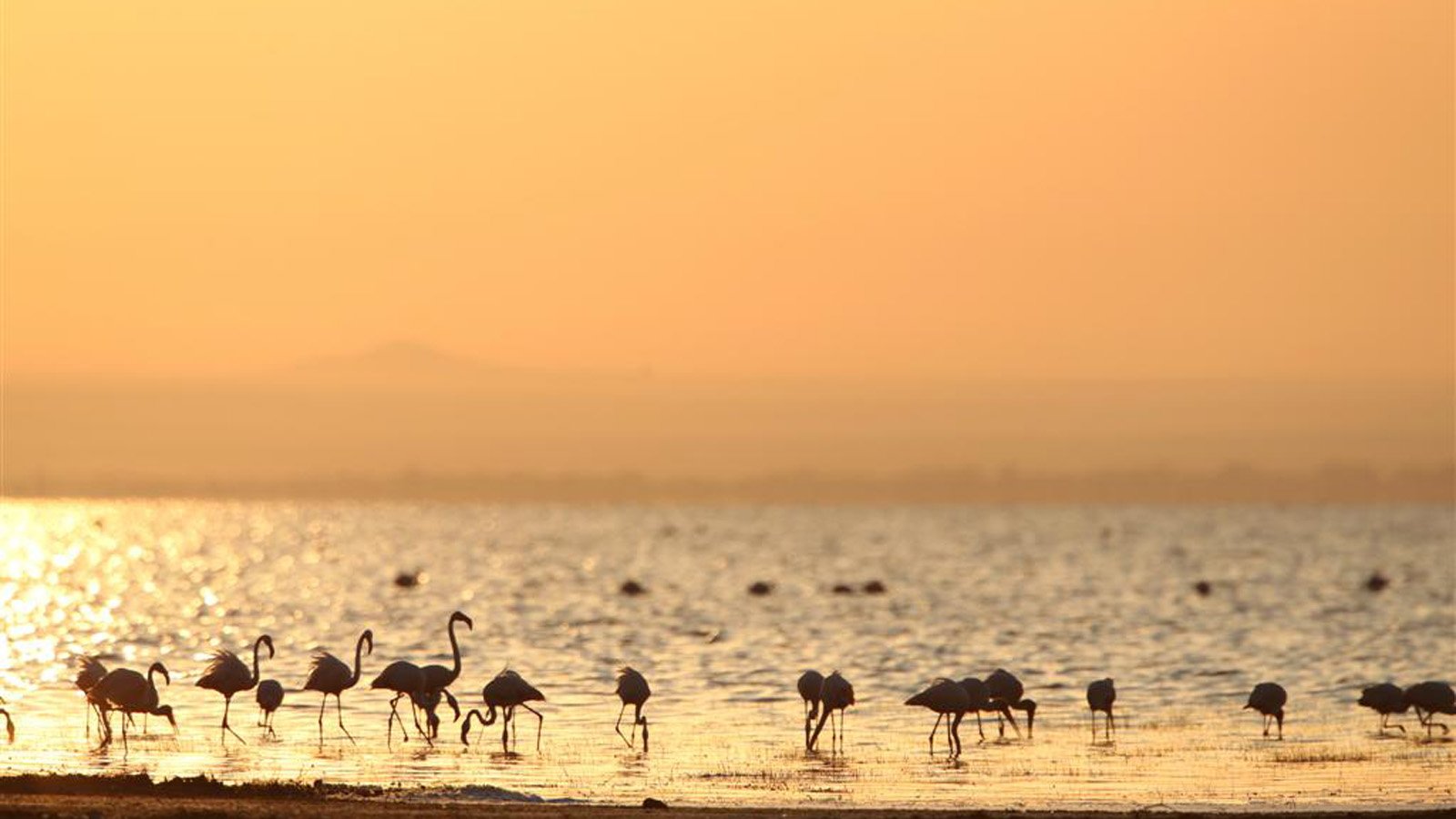 lake manyara401196 310