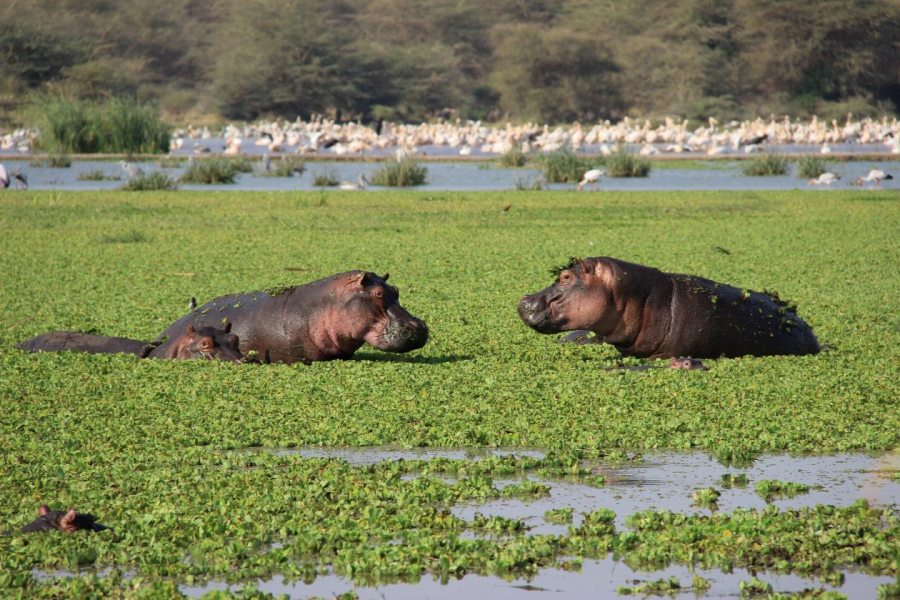 3 Days Lake Manyara & Ngorongoro Safari Adventure