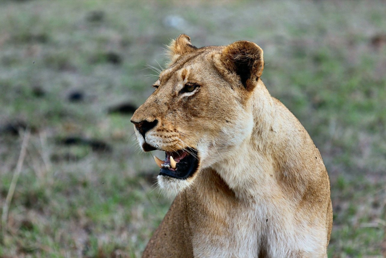 3 Days Masai Mara National Reserve Safari