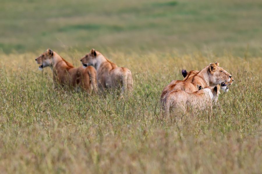 3 Days Masai Mara Flying Safari from Nairobi