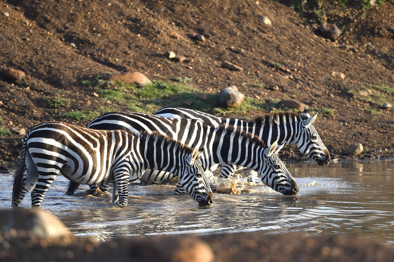 mara zebra