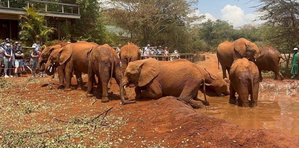 David Sheldrick Elephant Orphanage & Giraffe Center Nairobi Day Tour