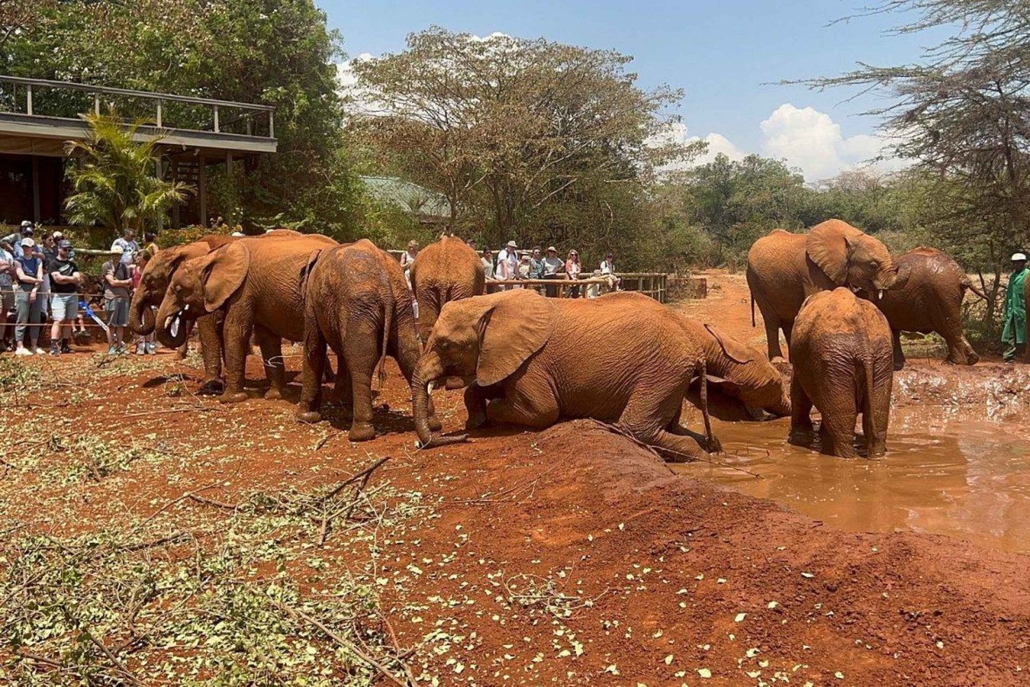 nairobi elephant orphanage and giraffe center tour 2146139