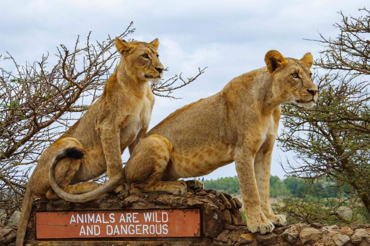 Nairobi National Park Half-Day Tour