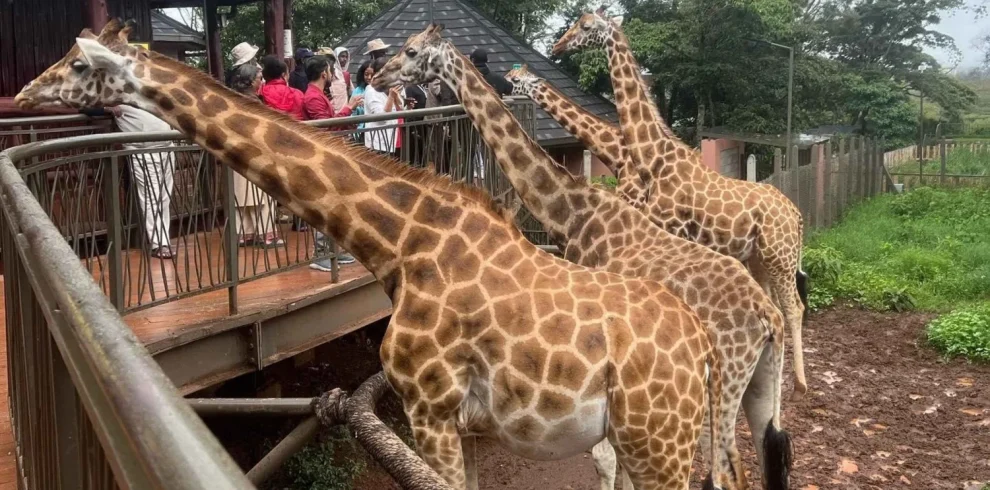 Nairobi National Park, Giraffe Center & Elephant Orphanage Day Tour