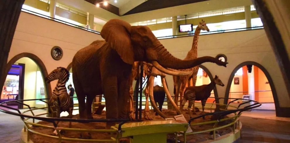 Nairobi National Museum & Snake Park Guided Day Tour