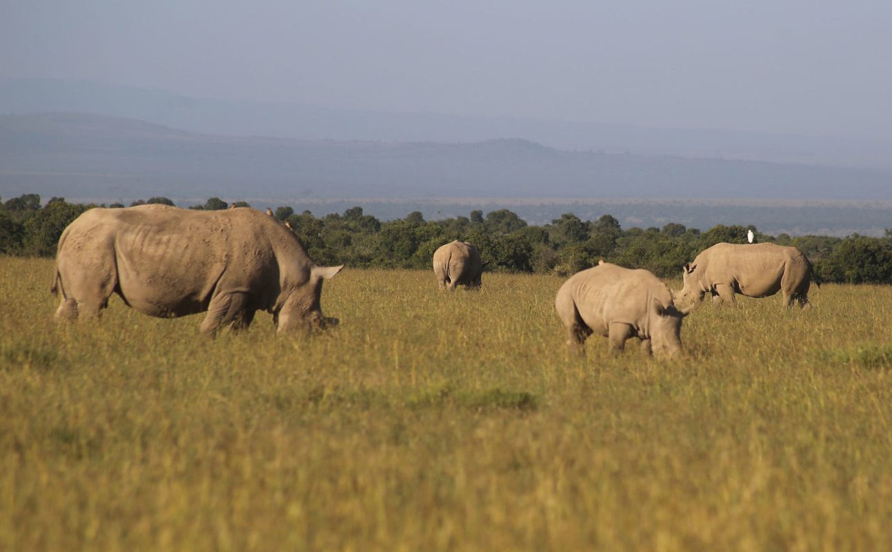 3 Days Ol Pejeta & Aberdares Flying Safari