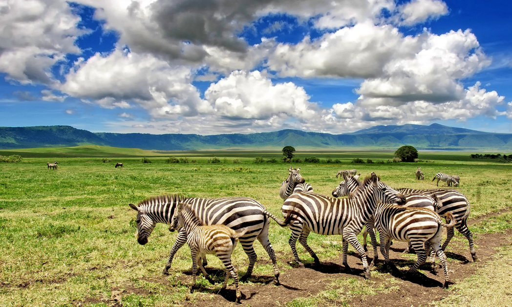 tanzanias famous northern circuit safari