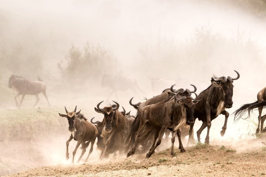 wildebeest migration Mara
