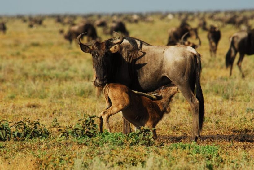 legendary-serengeti-camp-wildebeest-calving-season-serengeti
