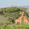 1-africa-kenya-samburu-national-park-emily-wilson